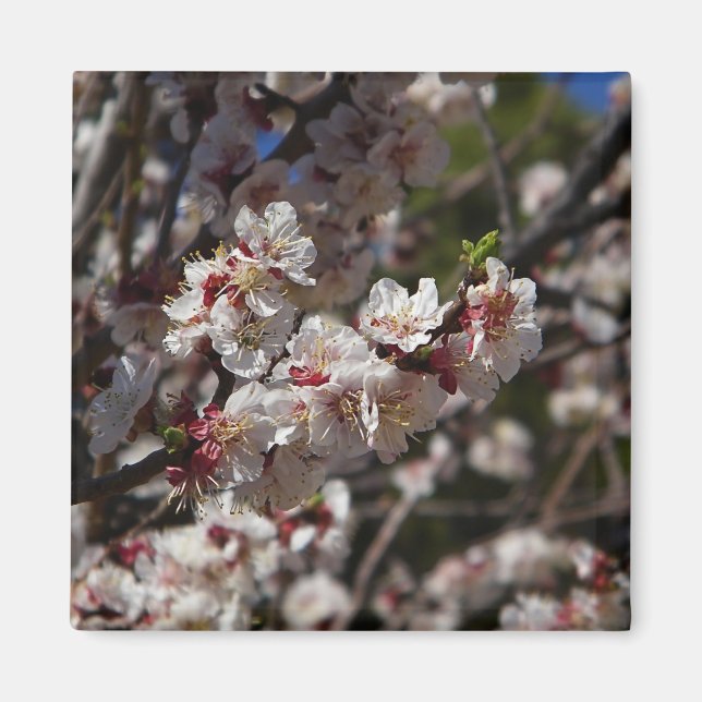 Aimant Cherry Blossoms (Devant)
