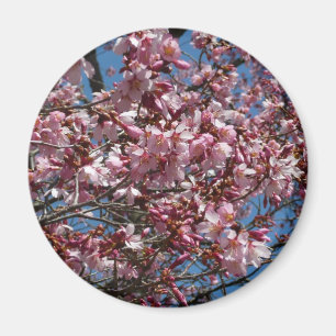 Aimant Cherry Blossoms et Blue Sky Spring Floral