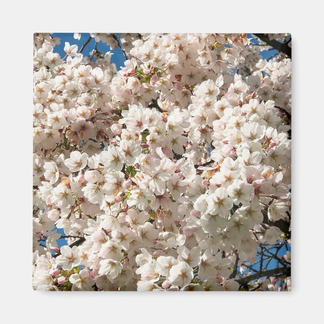 Aimant Cherry Tree in Bloom, Oregon (Devant)