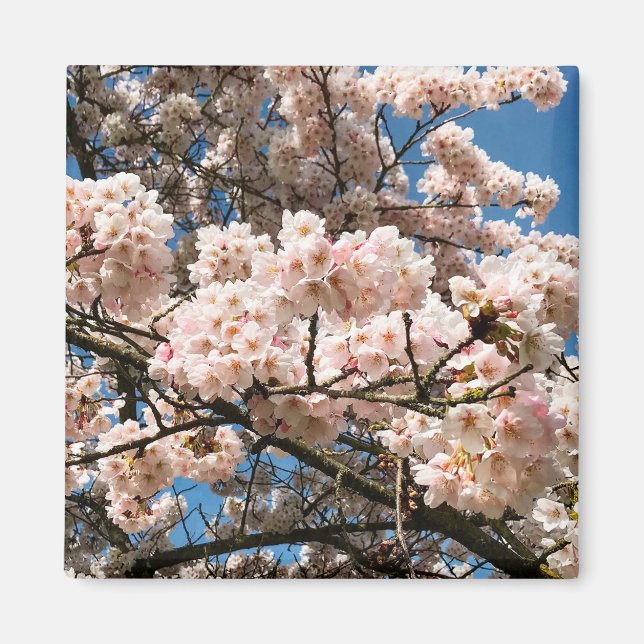 Aimant Cherry Tree in Bloom, Oregon (Devant)