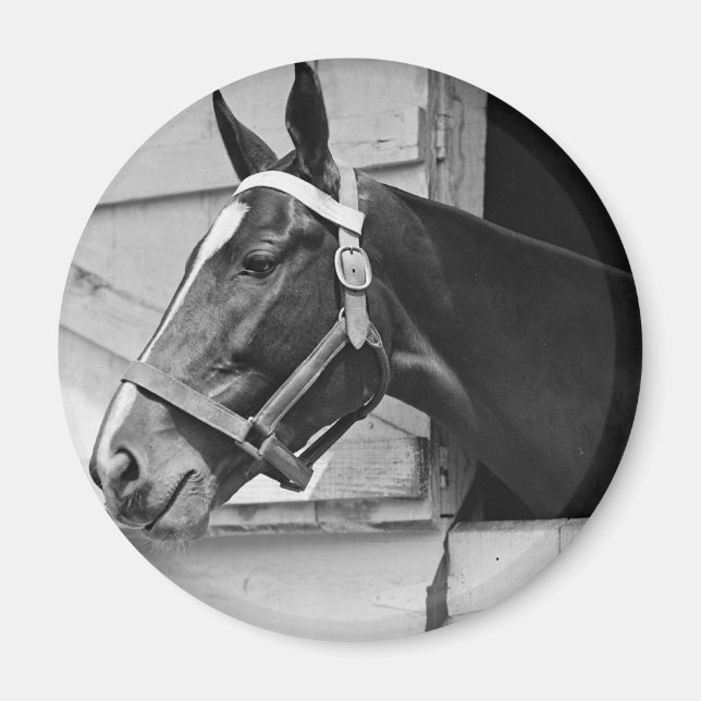 Aimant Cheval (Devant)