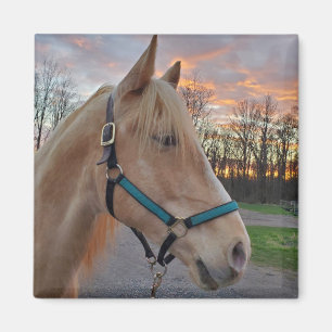 Aimant Cheval