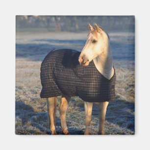 Aimant cheval