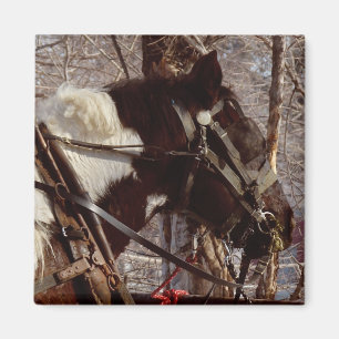 Aimant Cheval à bascule Pinto