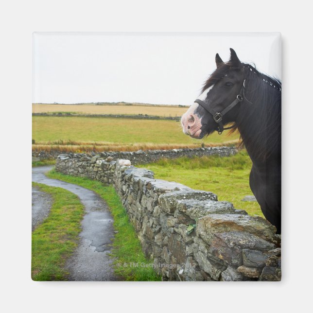 Aimant Cheval à la ferme en Angleterre rurale (Devant)