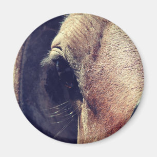 Aimant Cheval Amish