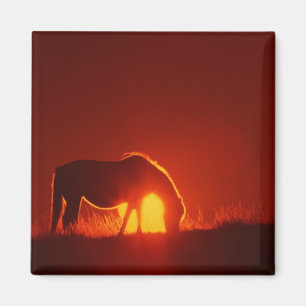 Aimant Cheval au coucher du soleil rouge