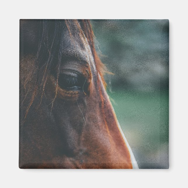 Aimant Cheval Brun en Gros Plan (Devant)