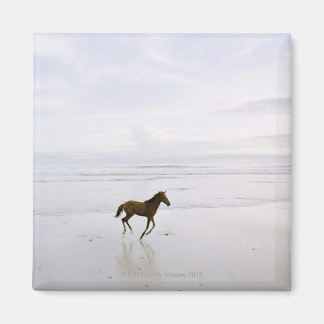 Aimant Cheval courant sur la plage (Devant)