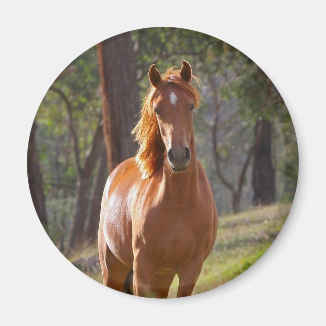 Aimant Cheval Dans Les Bois (Devant)