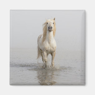 Aimant Cheval de Camargue courant dans l'eau