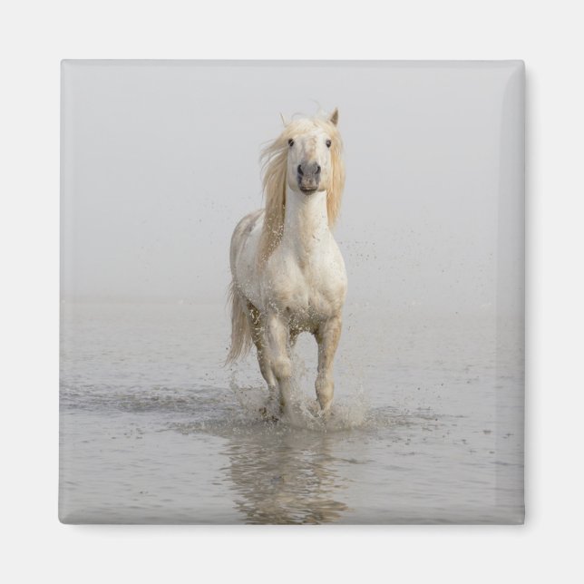 Aimant Cheval de Camargue courant dans l'eau (Devant)
