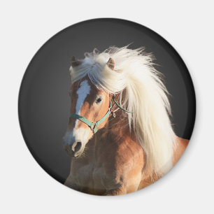 Aimant Cheval de Haflinger