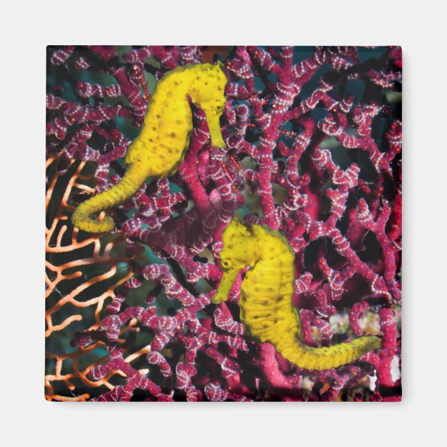 Aimant Cheval de mer commun | Hippocampus Taeniopterus (Devant)