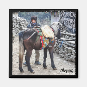 Aimant Cheval de montagne, Himalaya - Népal