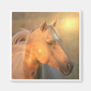 Aimant Cheval de palomino dans l'aimant de carré de