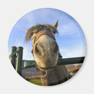 Aimant Cheval Drôle
