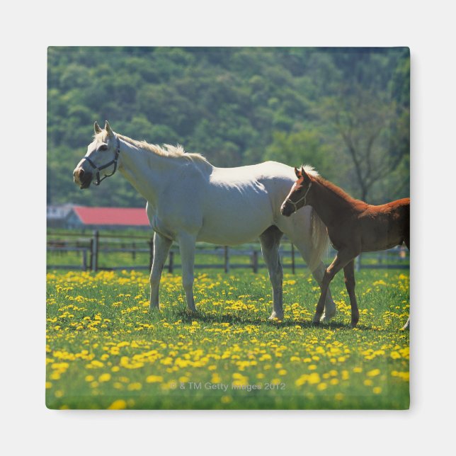 Aimant Cheval et son poulain debout dans un champ (Devant)