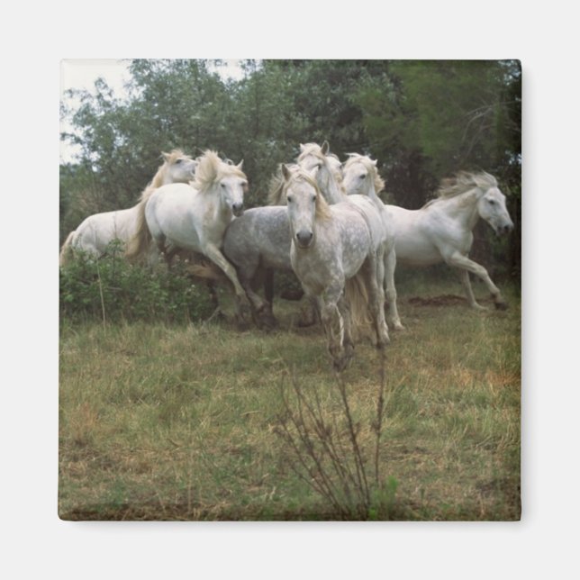 Aimant Cheval Gris (Devant)