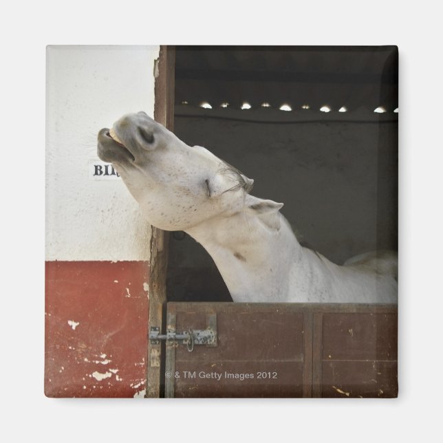 Aimant Cheval gris dans une écurie (Devant)