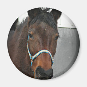 Aimant cheval heureux