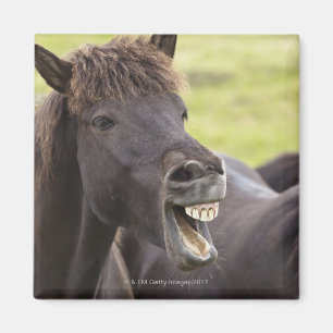 Aimant Cheval islandais avec l'expression drôle