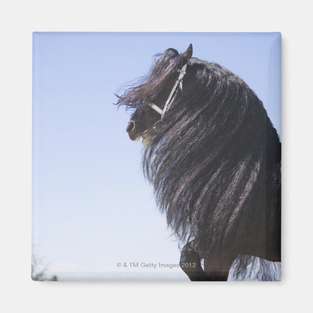 Aimant cheval noir à longue crinière (Devant)