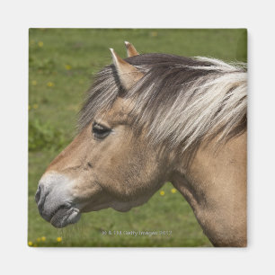 Aimant Cheval norvégien de fjord