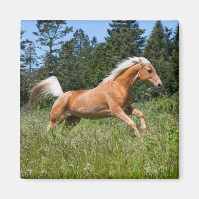 Aimant Cheval Palomino courant à travers une prairie (Devant)