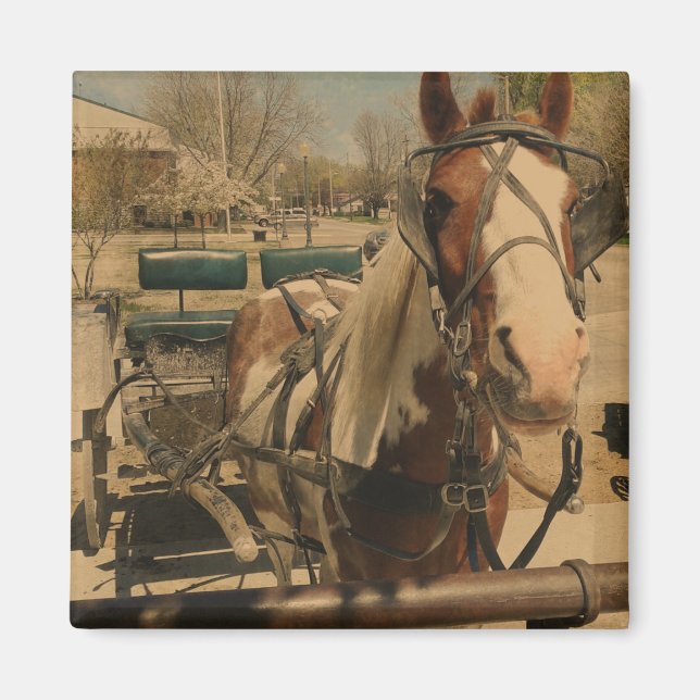 Aimant Cheval Pinto Buggy (Devant)