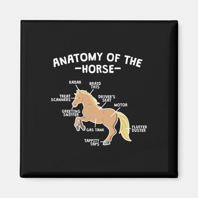 Aimant Cheval Pun Anatomie Du Cheval Équitation Équitatio (Devant)