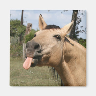 Aimant cheval razzberry