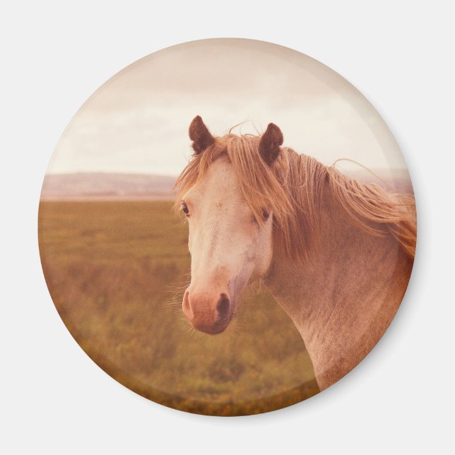 Aimant Cheval sauvage vintage (Devant)