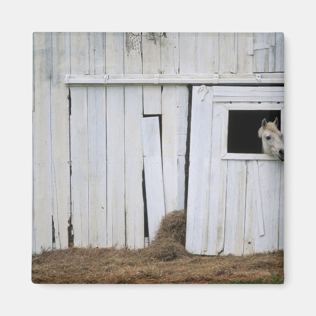 Aimant Cheval Sticking Head out Barn Window (Devant)