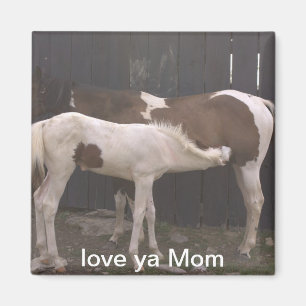 Aimant chevaux