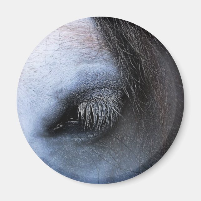 AIMANT CHEVAUX (Devant)