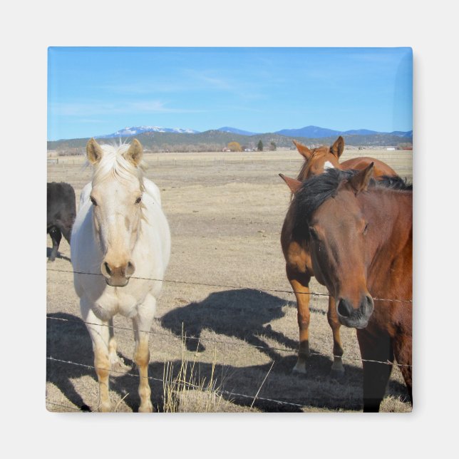Aimant Chevaux (Devant)