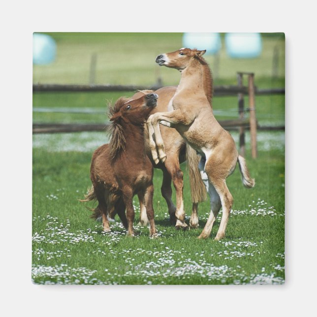 Aimant Chevaux 3 (Devant)