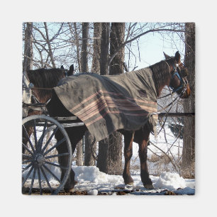 Aimant Chevaux amish attendant en hiver