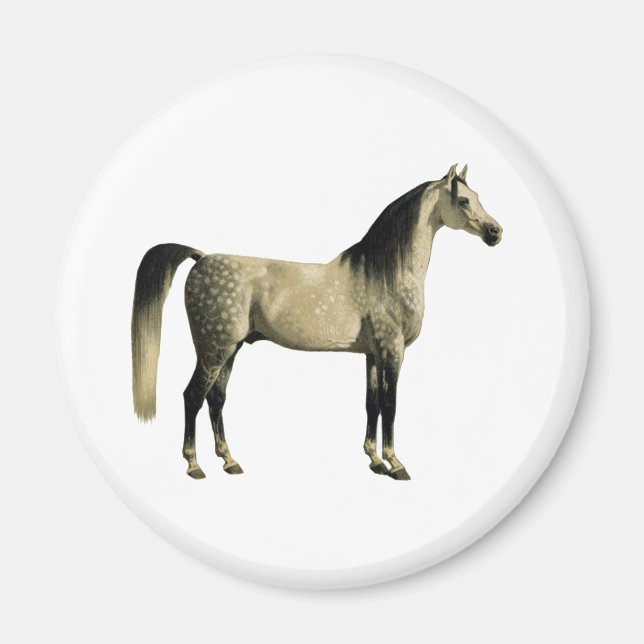 Aimant Chevaux antiques - Arabian (Devant)