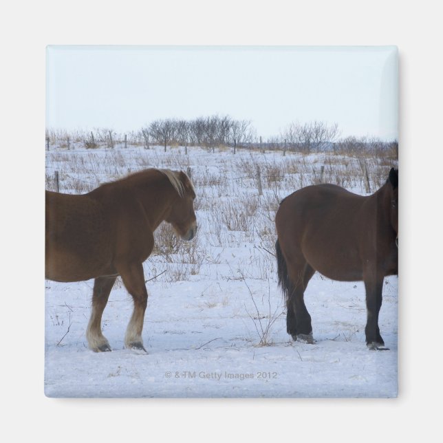 Aimant Chevaux au Cap Kirit⇢, Préfecture d'Hokkaido, (Devant)