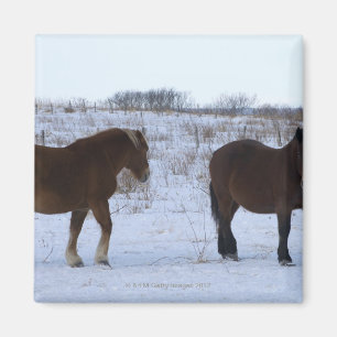 Aimant Chevaux au cap Kiritappu, préfecture de Hokkaido,