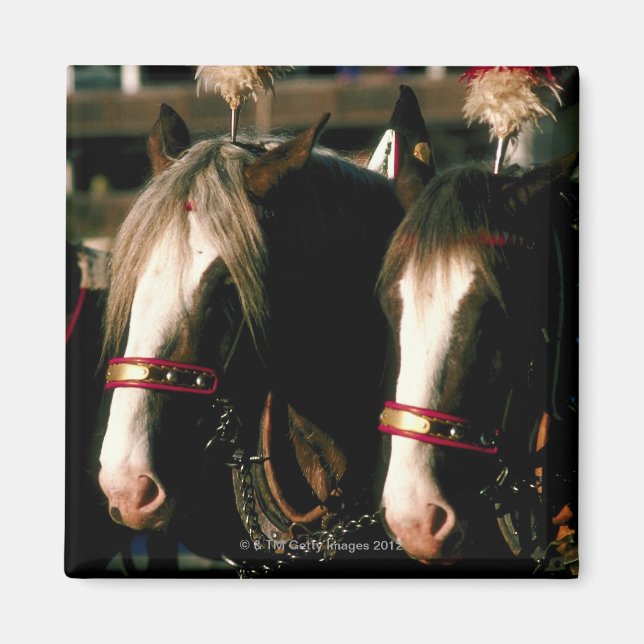 Aimant Chevaux avec coiffure (Devant)
