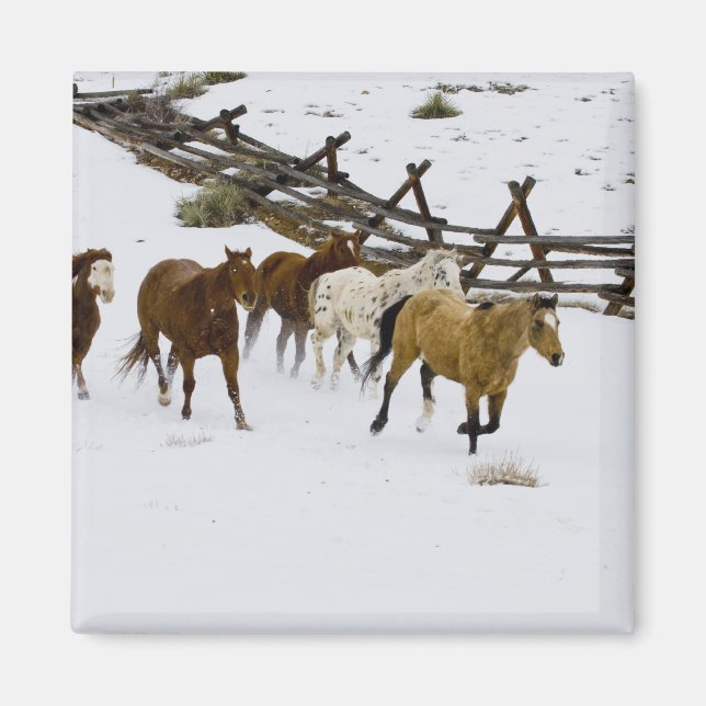 Aimant Chevaux courant dans la neige (Devant)