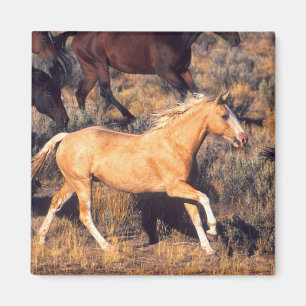 Aimant Chevaux courant dans un ranch Ponderosa