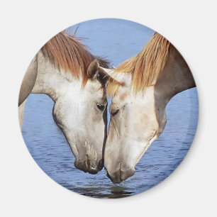 AIMANT CHEVAUX DANS L'AMOUR