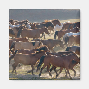 Aimant Chevaux dans le ranch, Mongolie intérieure, Chine