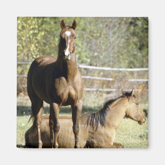Aimant Chevaux dans les pâturages (Devant)