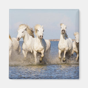 Aimant Chevaux de Camargue