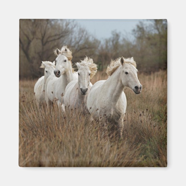 Aimant Chevaux de Camargue en course (Devant)